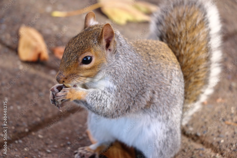 Squirrel Squirrel