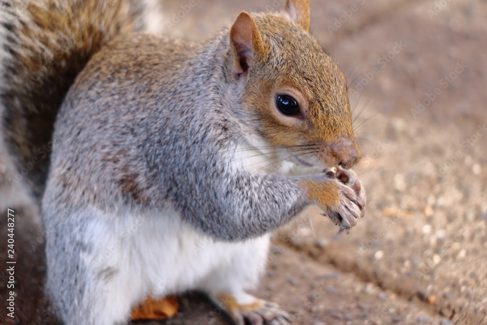 Obraz premium Squirrel