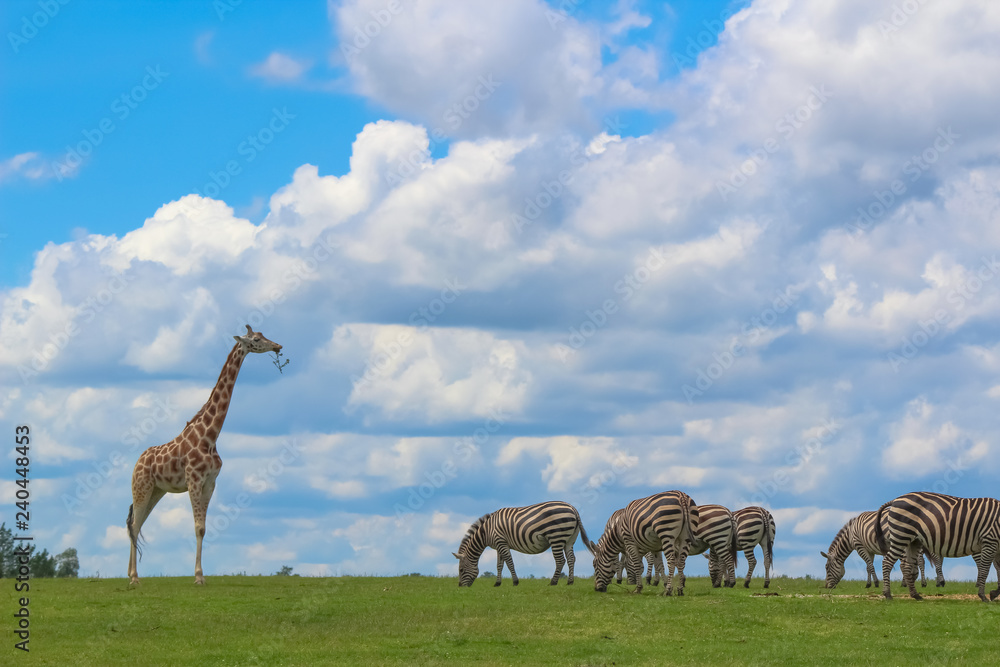 Obraz premium giraffe and Zebras