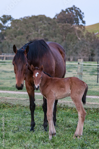 Mum and Bubs