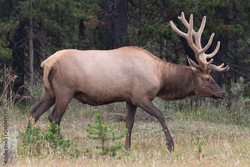 Elk in Yellowstone