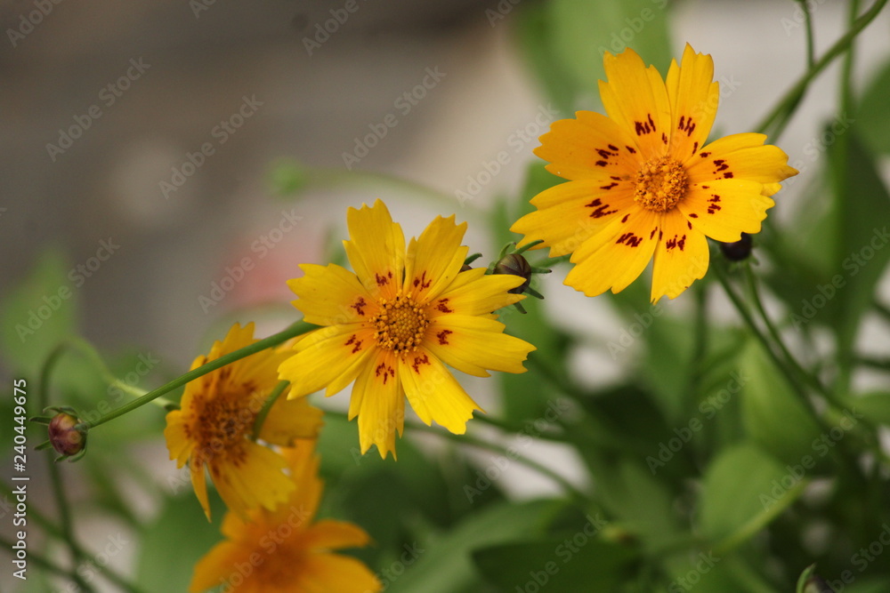 Yellow flower in garden Yellow flower in garden
