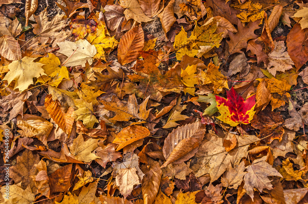 Fallen Leaves From Various Trees