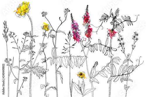 Set of ink drawing herbs and flowers
