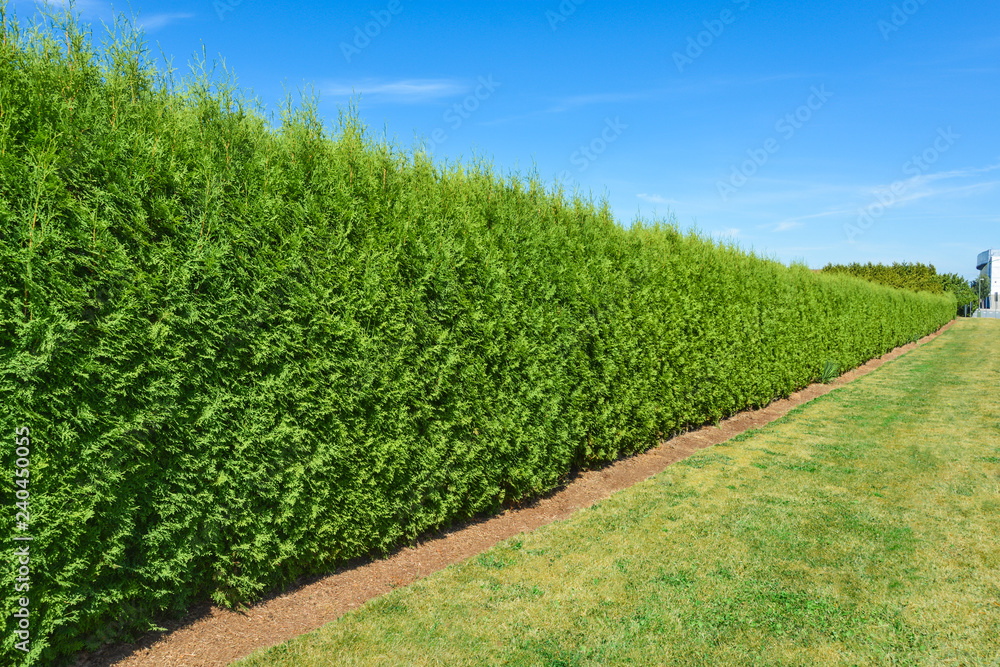 Long green hedge with a lawn and blue sky background Long green hedge with a lawn and blue sky background