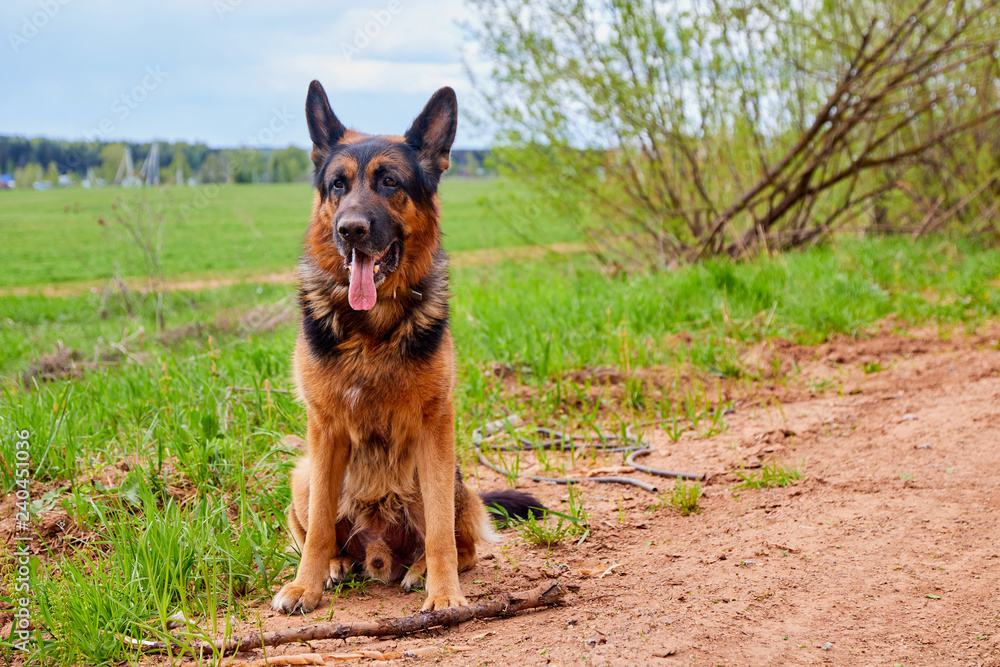 Dog German shepherd with a stick outdoors in a summer Dog German shepherd with a stick outdoors in a summer