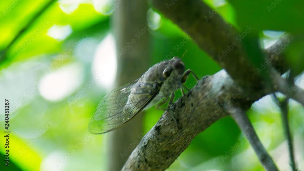 macro cicada sits on thick tropical tree brown branch against blurred leaves on sunny day in natural habitat macro cicada sits on thick tropical tree brown branch against blurred leaves on sunny day in natural habitat