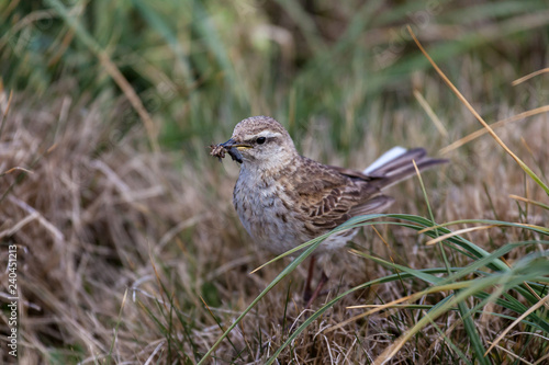 Wallpaper Mural Little Brown Bird Torontodigital.ca