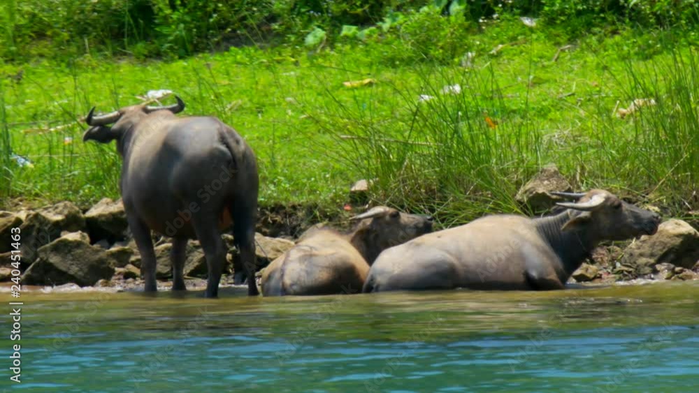 large buffaloes with horns rest on river bank with green grass bushes and lie in shallow water large buffaloes with horns rest on river bank with green grass bushes and lie in shallow water