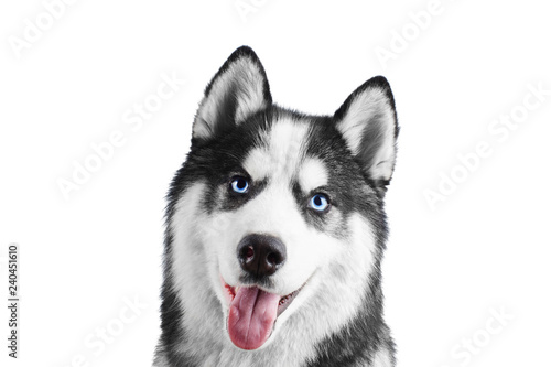 Portrait of a blue eyed beautiful smiling Siberian Husky dog with tongue sticking out isolated on white background