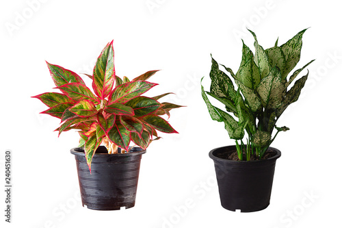 aglaonema  and dieffenbachia in flower pot.