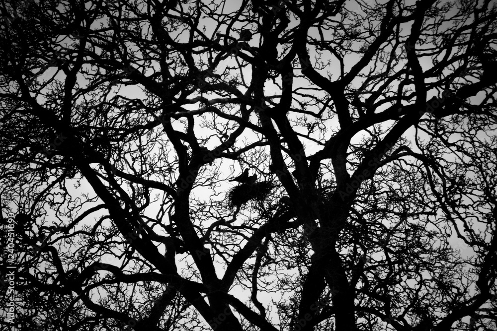 Silhouette of crows roosting in tree with the remnants of the previous season nests in the rural county of Hampshire Silhouette of crows roosting in tree with the remnants of the previous season nests in the rural county of Hampshire