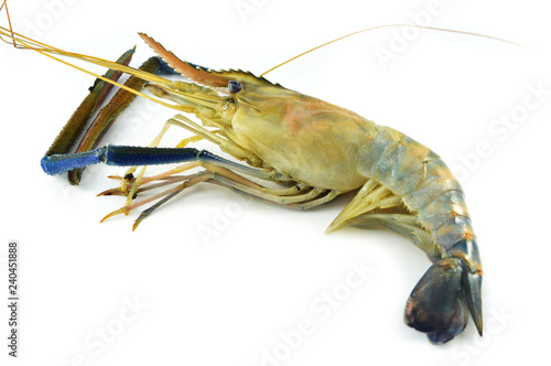 shrimp isolated   fresh raw shrimp prawn isolate on white background - blue claw shrimp for cook