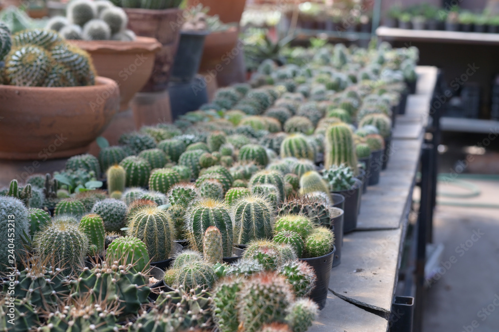 Cactus farm garden background of agriculture hobby. Cactus farm garden background of agriculture hobby.
