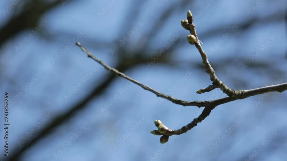 Tree branches with no leaves on background of blue sky. Focus out Tree branches with no leaves on background of blue sky. Focus out