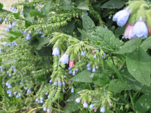 Close-up of a garden bush with shaggy leaves and pink and blue small flowers in the form of bluebells. Selective focus, side view