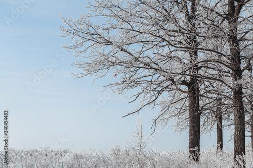 Wallpaper Mural The forest is covered with hoarfrost. It's cold and beautiful. White winter fairy tale. The feeling of magic. Torontodigital.ca
