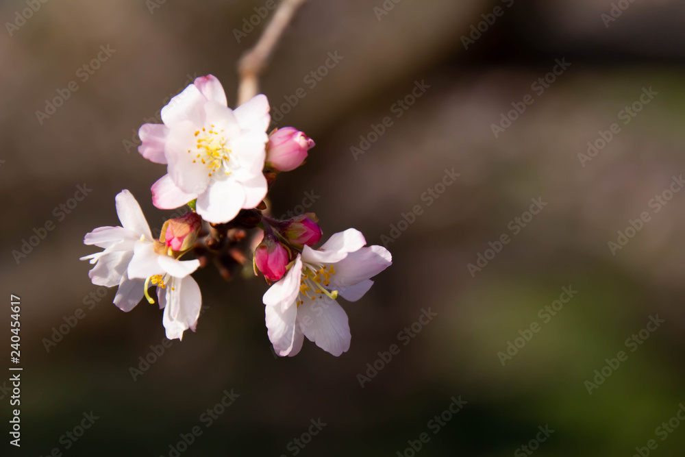 秋から冬に花を咲かせる十月桜