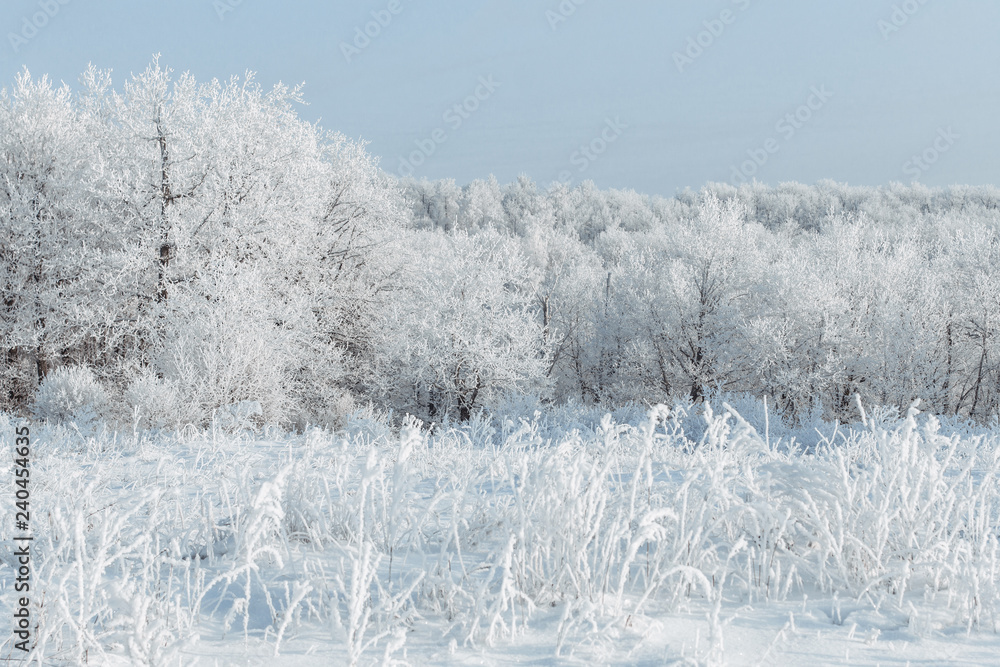 The forest is covered with hoarfrost. It's cold and beautiful. White winter fairy tale. The feeling of magic. The forest is covered with hoarfrost. It's cold and beautiful. White winter fairy tale. The feeling of magic.