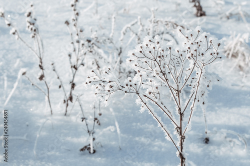 Twigs covered with hoarfrost ice crystals in winter. Calm, fresh and tranquil winter.