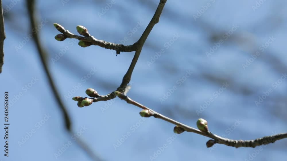 Tree branches in early spring. Windy weather on the blue sky background. Tree branches in early spring. Windy weather on the blue sky background.