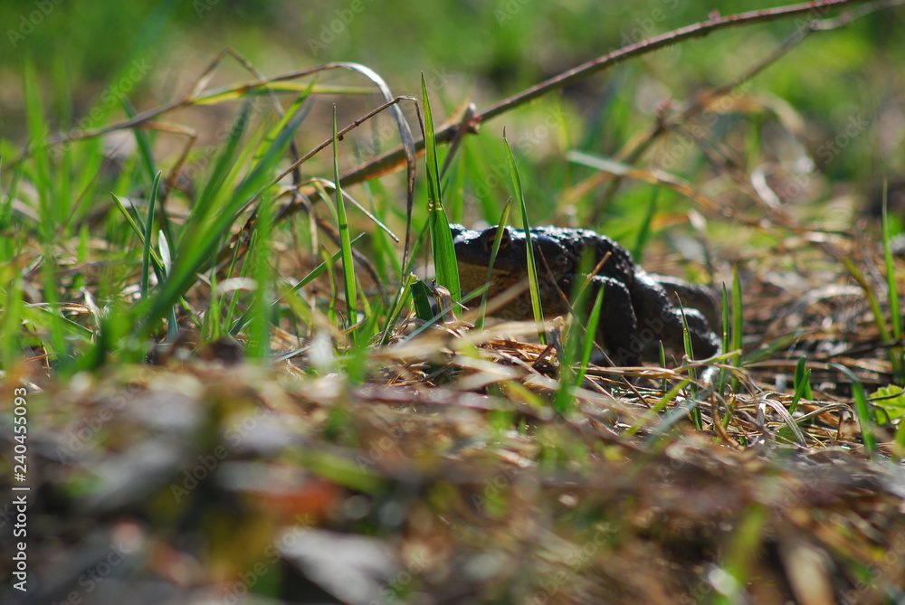 Common toad, spring Common toad, spring