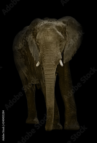 Illustrated african elephant (Loxodonta africana) on black background