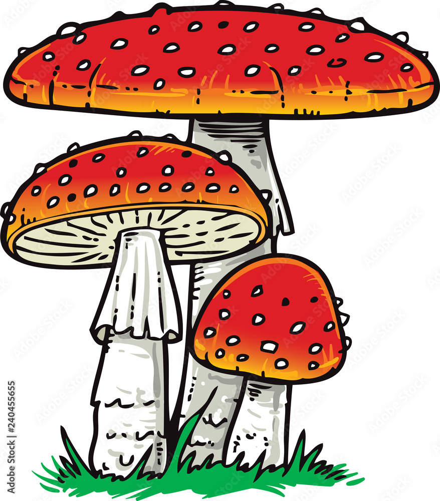 Amanita muscaria