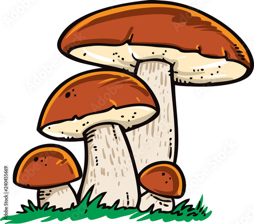 Boletus edulis