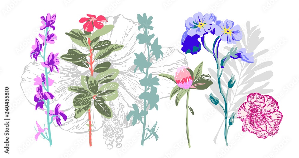 set of hand drawing botanical floral elements - wild flowers