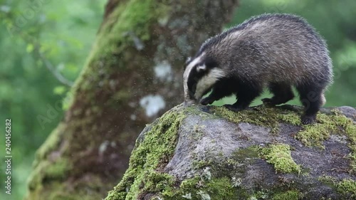 A beautiful Badger (Meles meles) foraging for food on a large rock in the Highlands of Scotland at dusk. photo