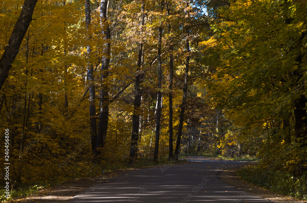 beautiful mixed autumn forest lit by sunlight in Russia beautiful mixed autumn forest lit by sunlight in Russia