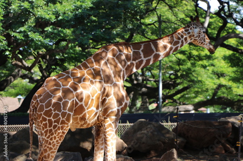 キリン（ホノルル動物園）