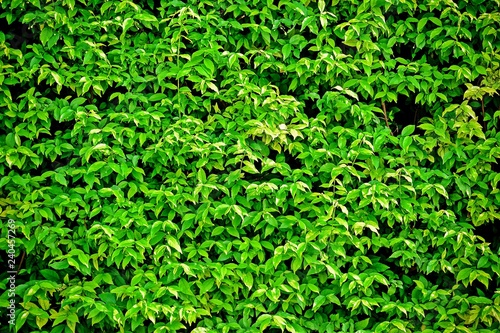 Vertical garden green leaves wall or tree fence - background