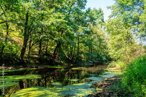 Small river in the forest at summer