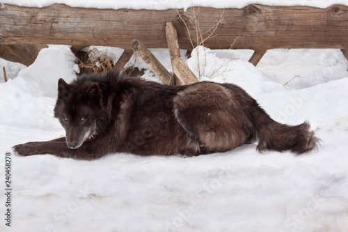 Wild black canadian wolf is lying on white snow. Canis lupus pambasileus.
