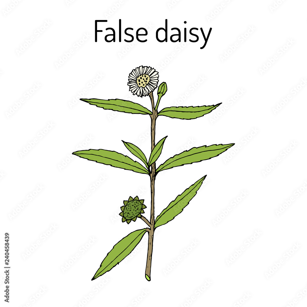 False daisy Eclipta prostrata, alba , medicinal plant Stock Vector