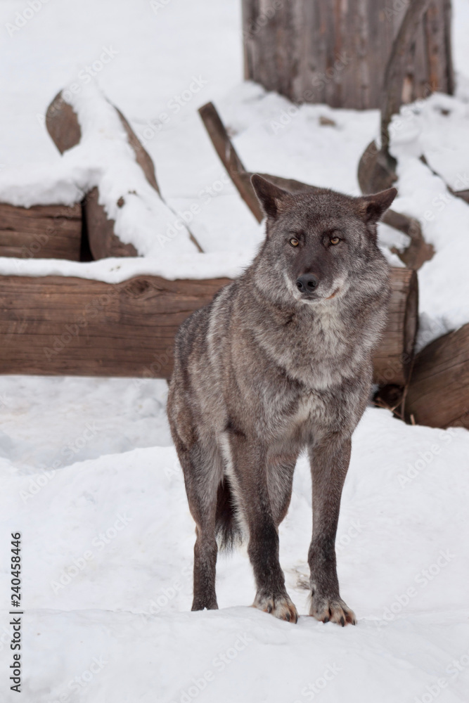 Wild black canadian wolf is looking at the camera. Canis lupus pambasileus. Wild black canadian wolf is looking at the camera. Canis lupus pambasileus.