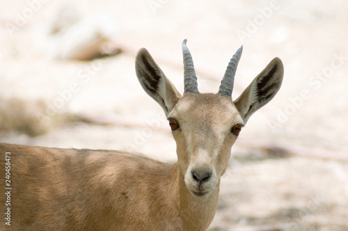 Nubian Ibex