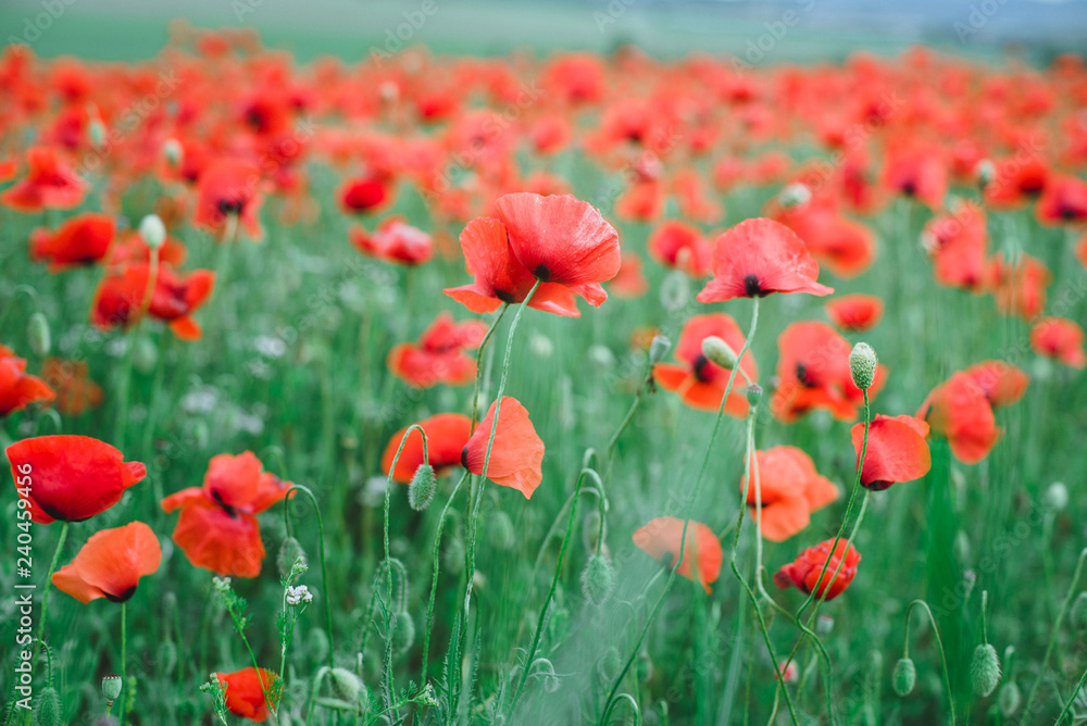 Beautiful poppy flowers in a field.