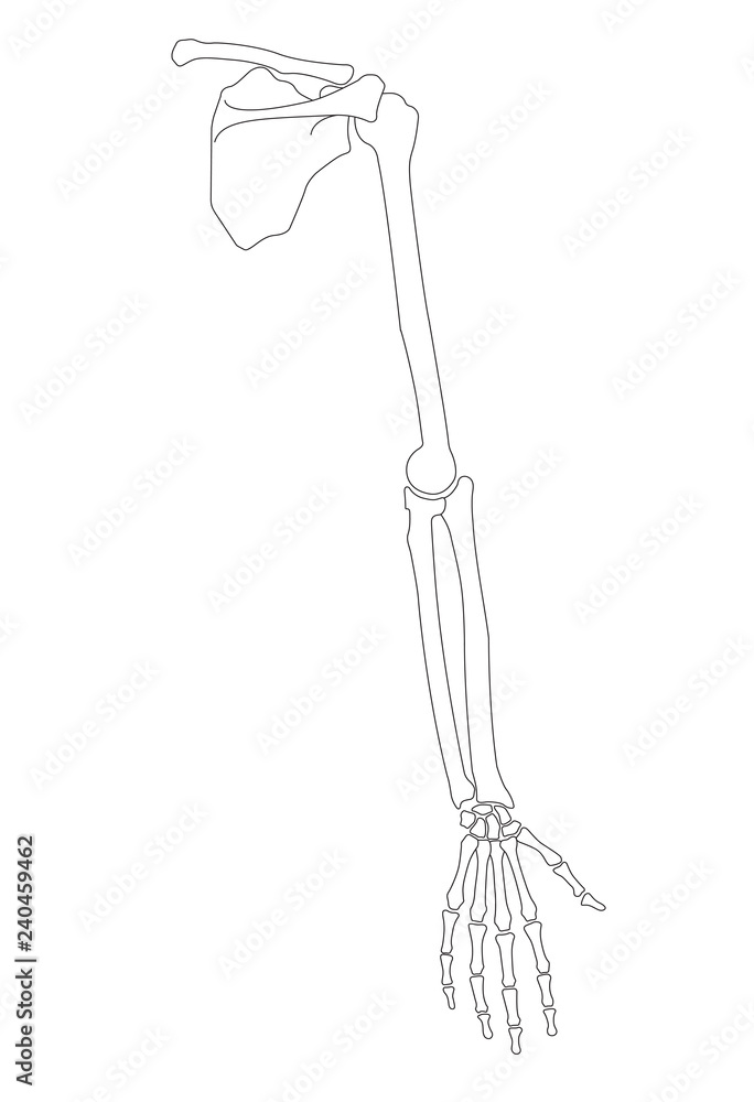 Vector illustration of human hand skeletal anatomy Vector illustration of human hand skeletal anatomy