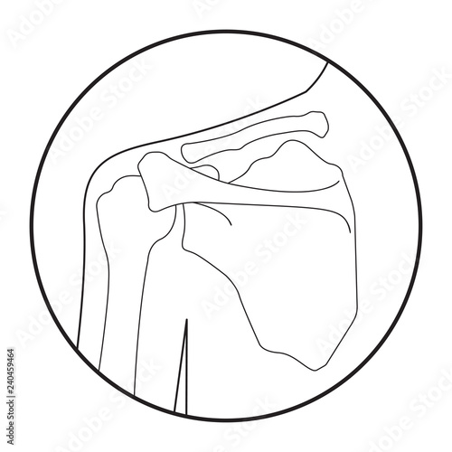 Vector illustration of human shoulder skeletal anatomy