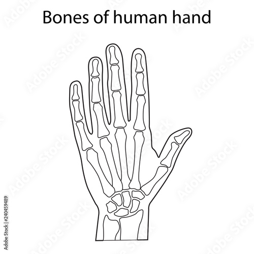 Vector illustration of human hand skeletal anatomy