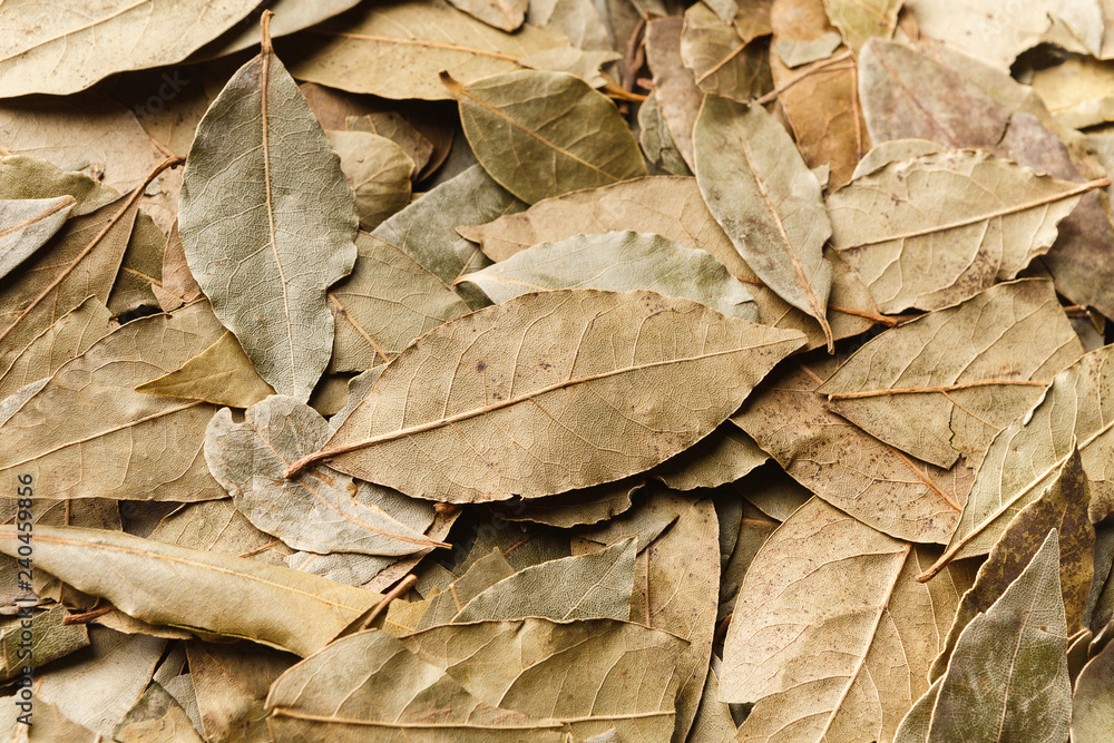 Bay leaves, green natural background, top view Bay leaves, green natural background, top view