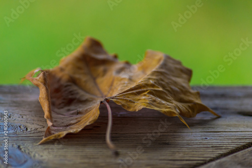 maple leaf in focus