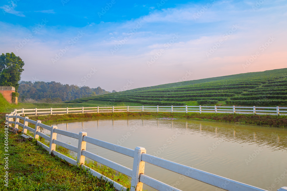 Fototapeta premium A beautiful sunrise at Chui Fong tea plantation, Chiang Rai, Thailand