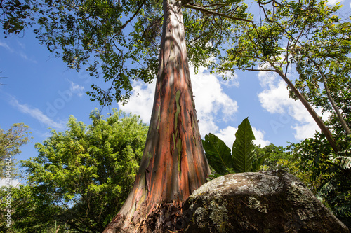 Eucalyptus arc en ciel en zone tropicale photo