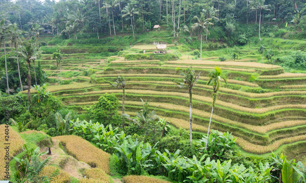 tegalalang rice terraces of Ubud, Bali