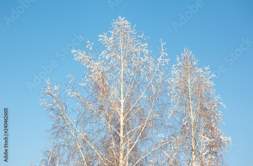 Snow covered tree branches and crisp clean blue winter sky background