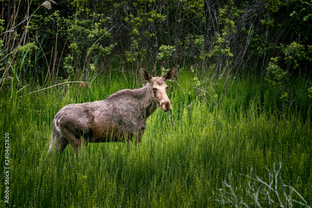 Fototapeta premium moose in wetlands